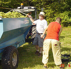 grape harvest